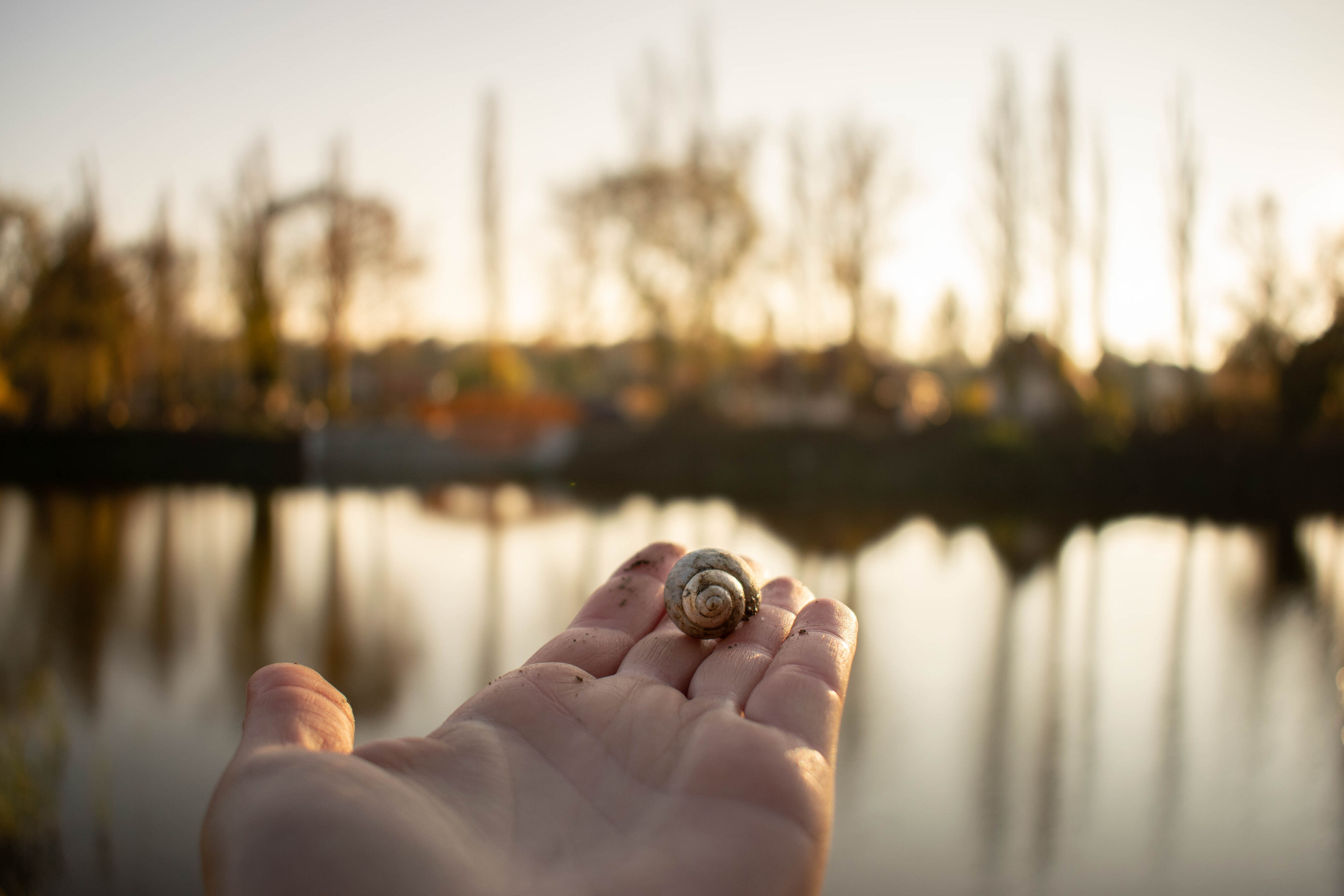 Csigaház a tenyeren